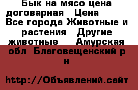 Бык на мясо цена договарная › Цена ­ 300 - Все города Животные и растения » Другие животные   . Амурская обл.,Благовещенский р-н